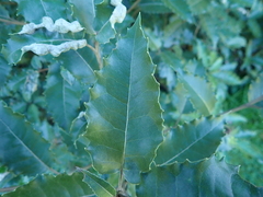 Olearia × macrodonta