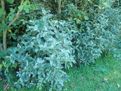Olearia × macrodonta