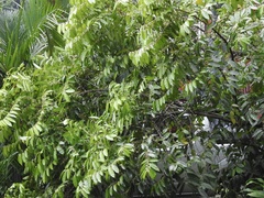 Piparea dentata