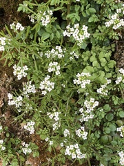 Nasturtium officinale