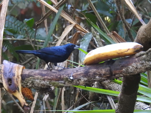 Ruby-crowned Tanager