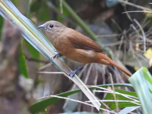 Ruby-crowned Tanager