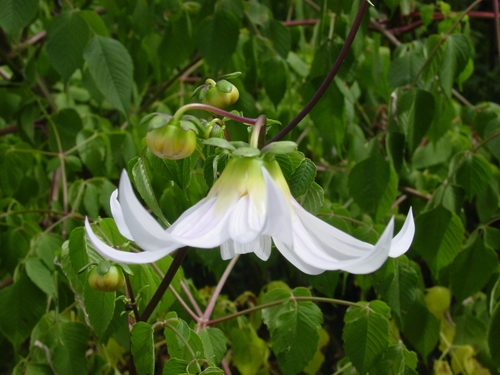 Dahlia campanulata