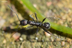 Aphaenogaster senilis