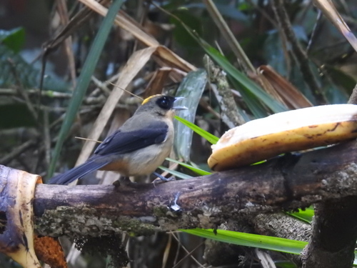 Black-goggled Tanager