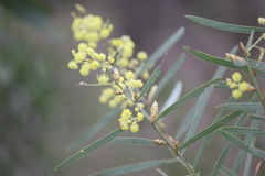 Acacia iteaphylla