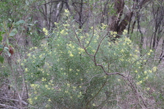 Acacia iteaphylla