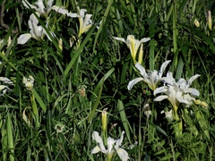 Iris longipetala