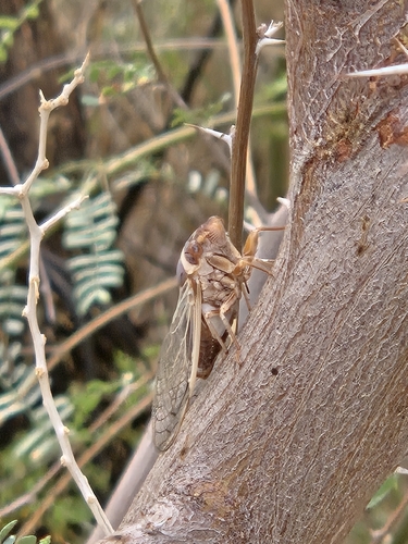 Citrus Cicada