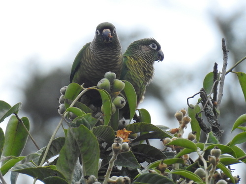 Maroon-bellied Parakeet