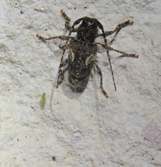 Aegomorphus circumflexus