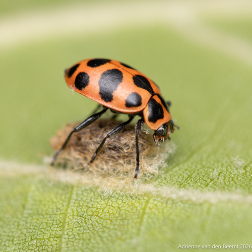 Spotted Pink Lady Beetle (Coleomegilla maculata), a species recorded in Delaware
