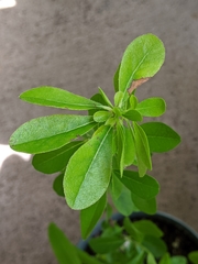 Bourreria cassinifolia