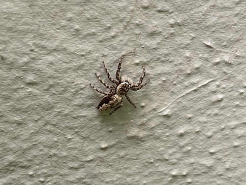 Tan Jumping Spider
