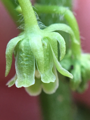 Hybanthus concolor