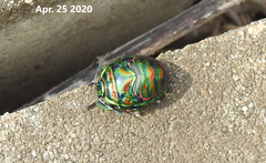 Poecilocoris splendidulus