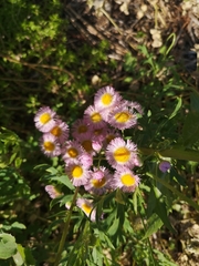 Erigeron philadelphicus
