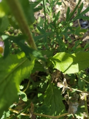 Erigeron philadelphicus