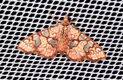 Glyphodes canthusalis