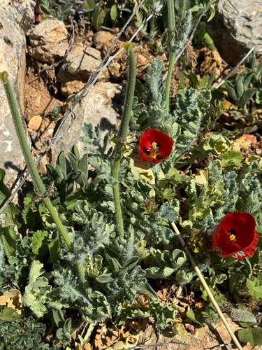 Glaucium corniculatum, photograph 5