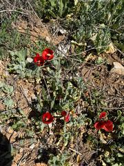 Glaucium corniculatum, photograph (c) David Jackson, some rights reserved (CC BY)