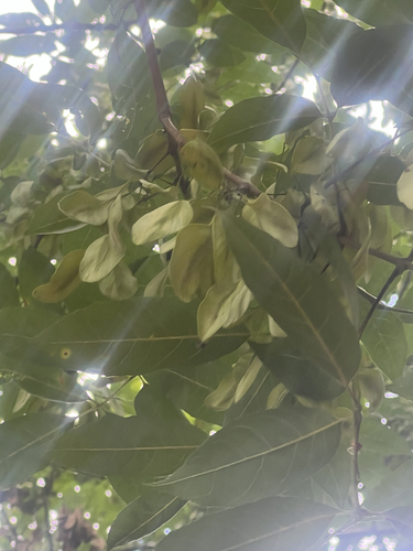 Fraxinus caroliniana, photograph 5