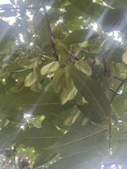 author not stated, no rights reserved Fraxinus caroliniana, photograph author not stated, no rights reserved