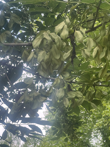 Fraxinus caroliniana, photograph 4