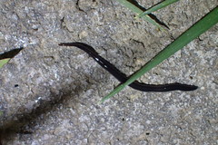 Endeavouria septemlineata