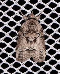 Nycteola polycyma