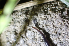 Endeavouria septemlineata