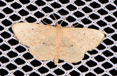 Scopula hypochra