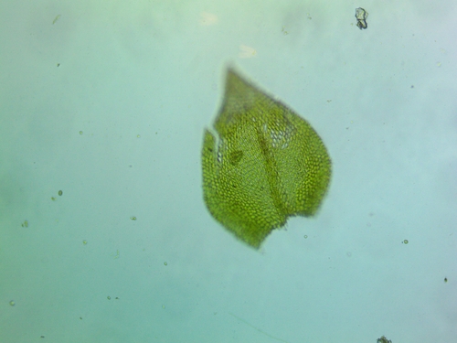 Clasmatodon parvulus observed 2026-06-13