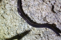 Endeavouria septemlineata