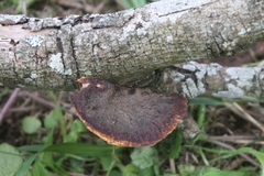 Polyporus hypomelanus