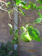 Citrus paridisi