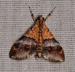 Tetracona amathealis