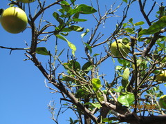 Citrus paridisi