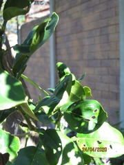 Citrus paridisi