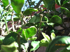 Citrus paridisi
