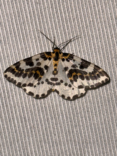 Magpie Moth