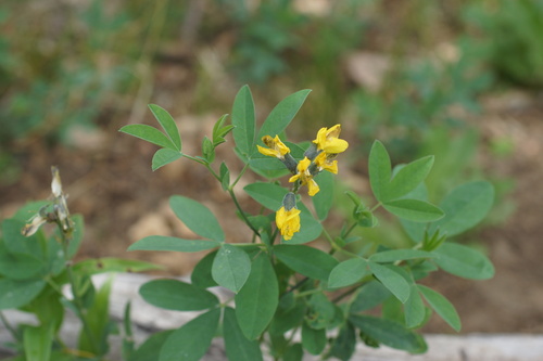 Thermopsis montana, photograph 6