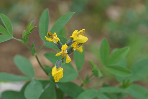 Thermopsis montana, photograph 5