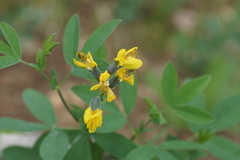 Thermopsis montana, photograph (c) Lyrae, some rights reserved (CC BY)