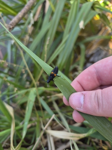 Red-spotted Rove Beetle