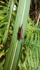 Sphenocorynes kosempoensis