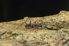 Dolichoderus decollatus