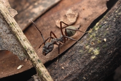 Dolichoderus decollatus