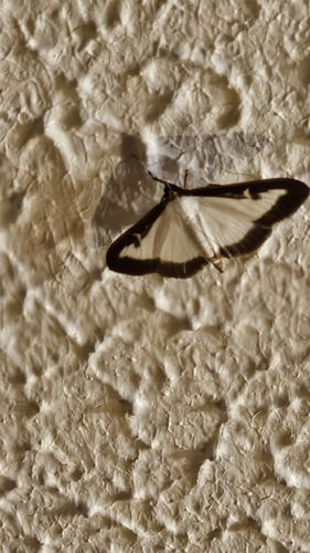 Box Tree Moth