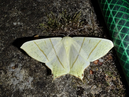 Swallow-tailed Moth